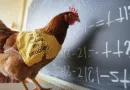 The Chicken That Could Solve Math Problems : A Viral Sensation from India