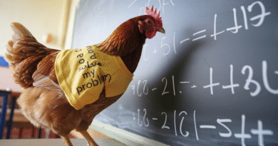The Chicken That Could Solve Math Problems : A Viral Sensation from India